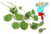 Salad Burnet